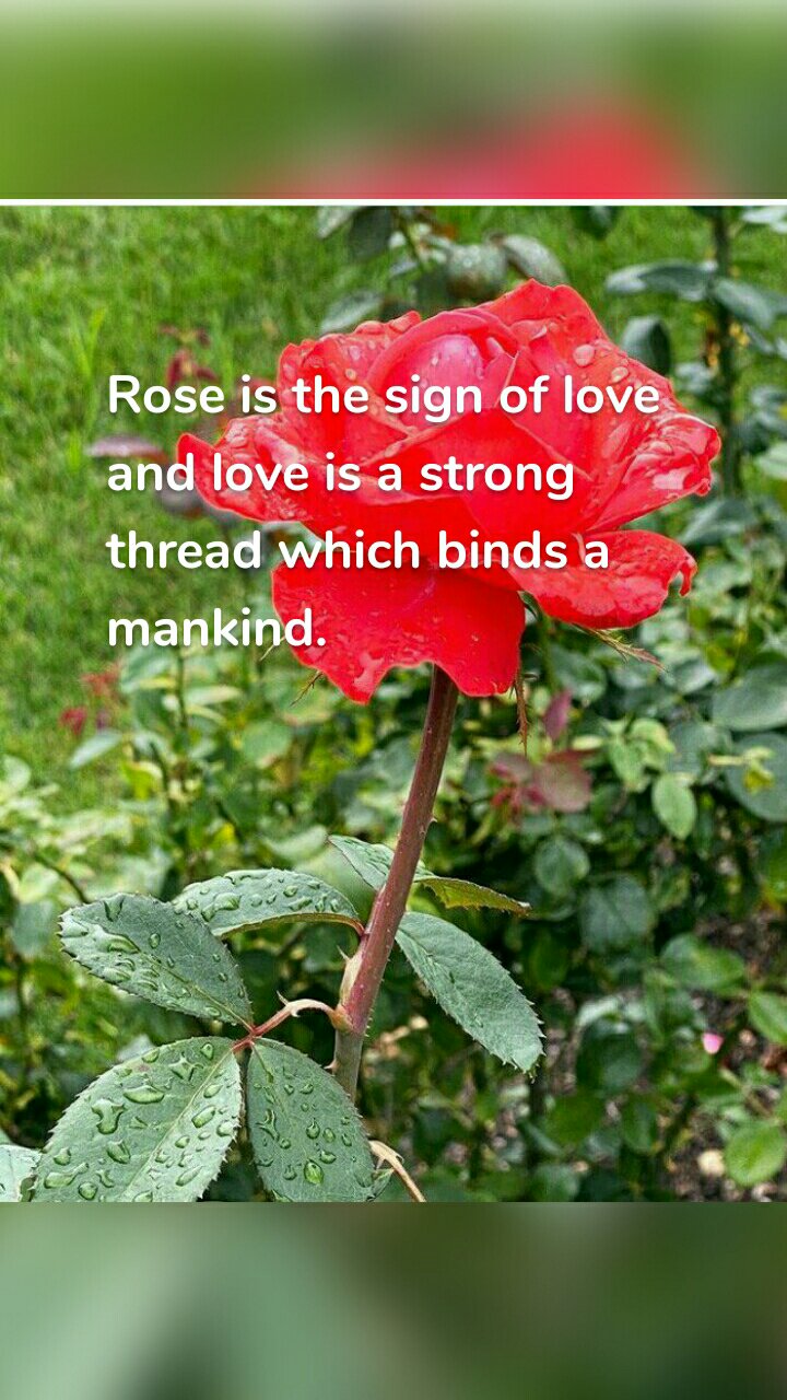 Rose is the sign of love and love is a strong thread which binds a mankind. 
